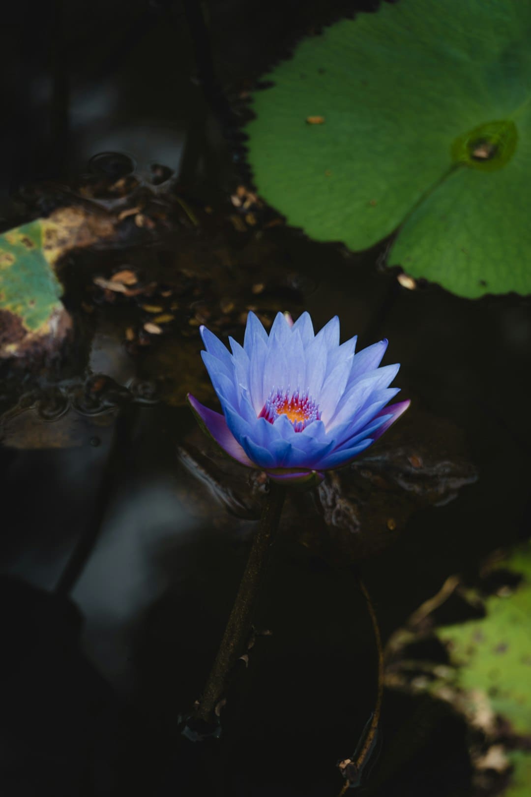 东北喜剧再晋级！《二龙湖·“村”暖花开2》定档，浩哥敞开村庄复兴新篇章